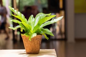 Bird’s Nest Fern Asplenium nidus