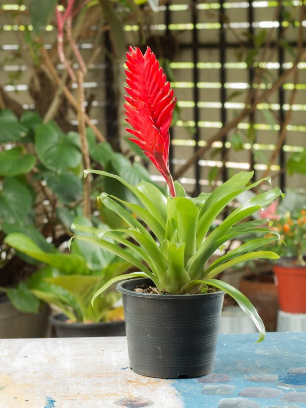 20 Indoor Plants Safe for Cats | Aumann's Garden Supplies