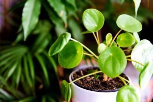 Chinese Money Plant Pilea peperomioides