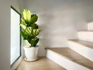 large indoor plants