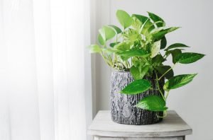 golden pothos money plant