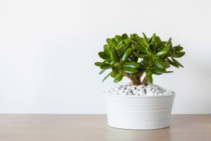 home office plants Jade Plant