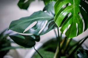 Philodendron Cutleaf Philodendron Swiss Cheese Plant