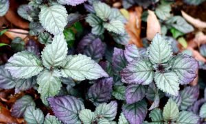 Purple Waffle Plant