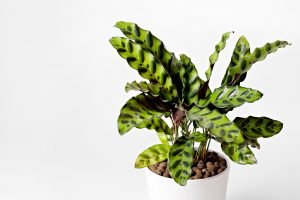 Calathea