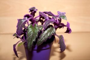 Royal Velvet Plant Gynura aurantiaca