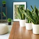 15 Best Tips to Grow a Healthy Snake Plant Indoors