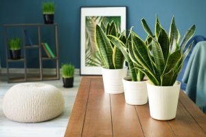home office plants snake plant