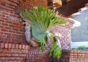 Staghorn Fern Platycerium bifurcatum