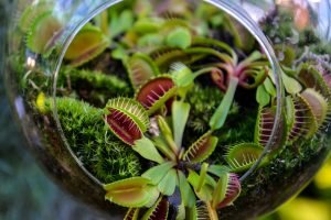 Venus Fly Trap Dionaea muscipula