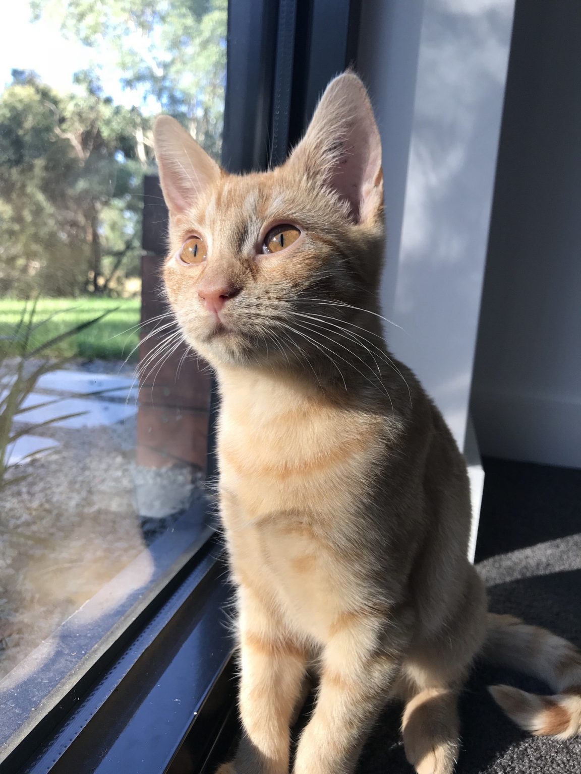 20 Indoor Plants Safe for Cats Aumann's Garden Supplies