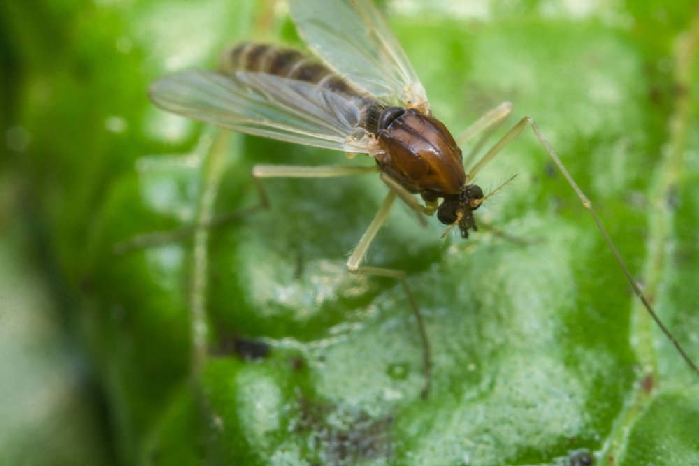 Do Your Indoor Plants Have Gnats?