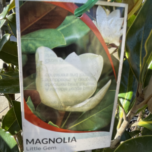 Magnolia Little Gem - Image 5
