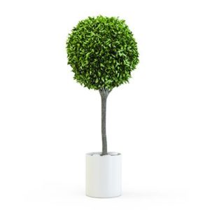 Ficus emerald standard