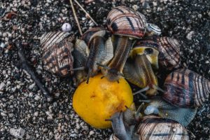 snail citrus trap