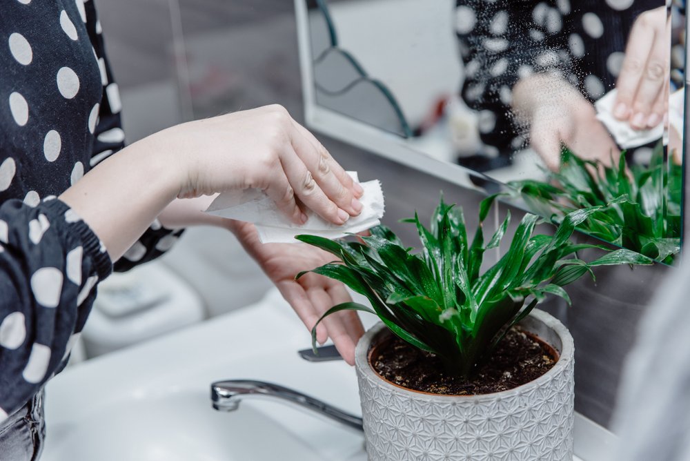 cleaning plant