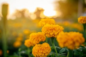 marigolds snails and slugs