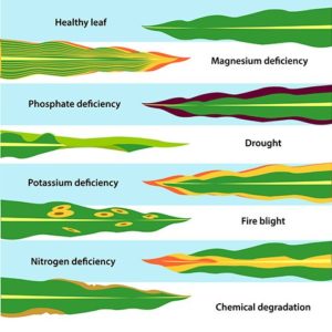 nutrient deficient plant