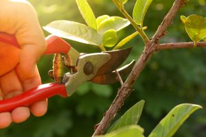 pruning maple