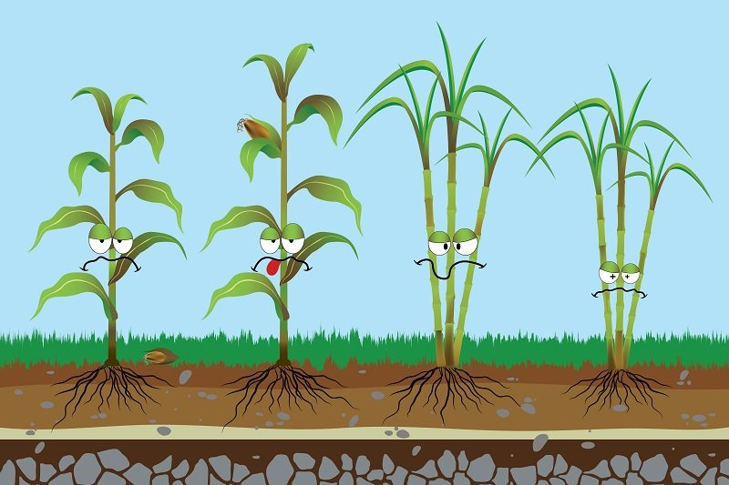 root rot