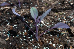 organic snails and slugs pellets