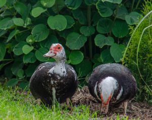 duck eating snail