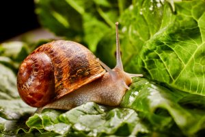 snails and slugs
