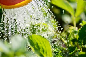 watering plant