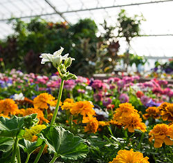 Flowers thumbnail