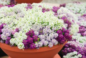 Alyssum in winter