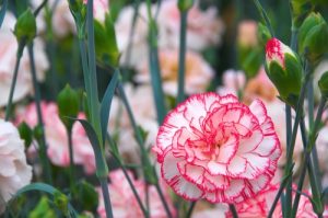 Carnation in winter