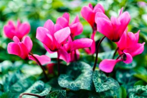 Cyclamen in winter