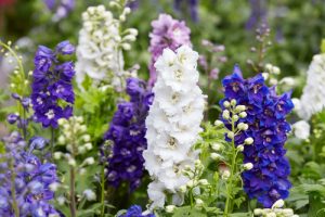 Delphinium in winter