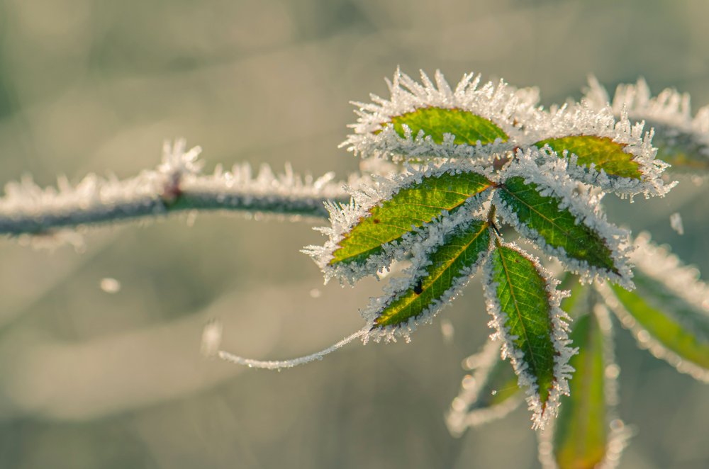 early dangers of frost