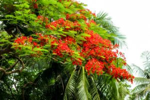 Flame Creeper in winter