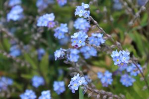 Forget-Me-Knots in winter