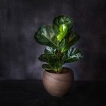 Healthy Fiddle Leaf Fig Tree