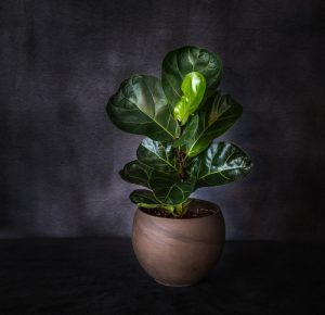 Healthy Fiddle Leaf Fig Tree