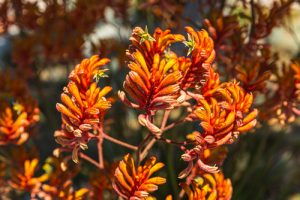 Kangaroo Paw in winter