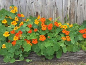 Nasturtium in winter