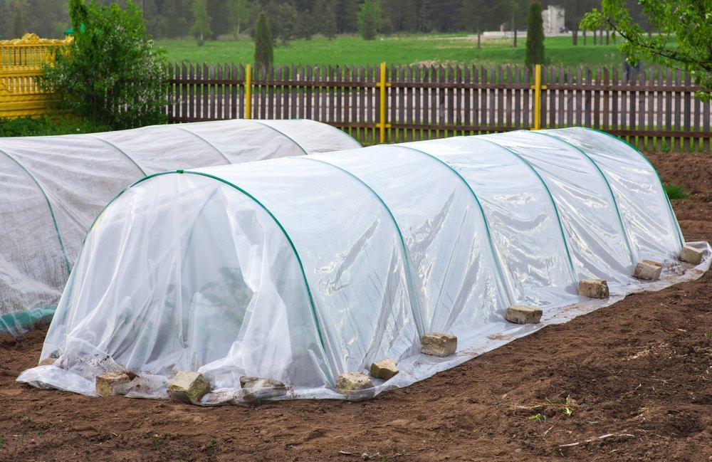 protecting vegetables from frost
