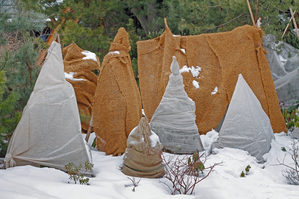 protecting shrubs and saplings from winter