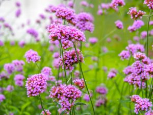 Verbena in winter