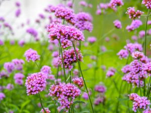 Verbena in winter