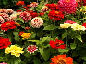 Zinnia in winter