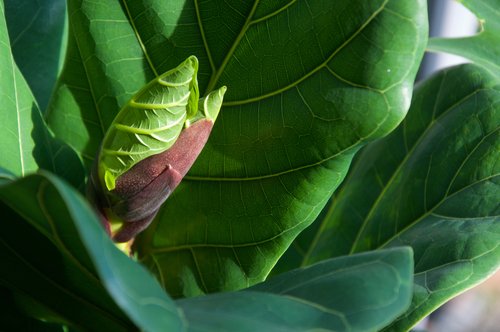 growing bud fiddle leaf fig tree