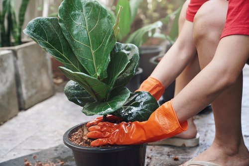 healthy soil for fiddle leaf fig