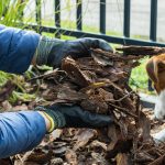 Is There a Safe Mulch for Dogs?
