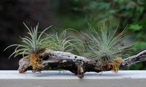 home office plants air plants