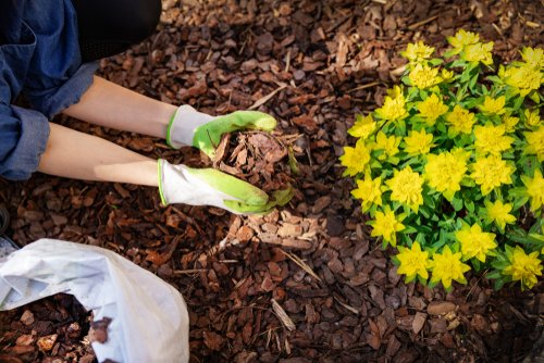 bark mulch safe for dogs